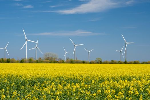 Yellow rapeseed field panorama with wind turbine or wind wheels on Background