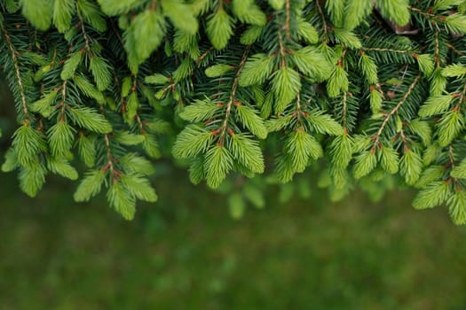 Selective focus, top view and close up of green pine branches with young growing needles. Concept of natural background