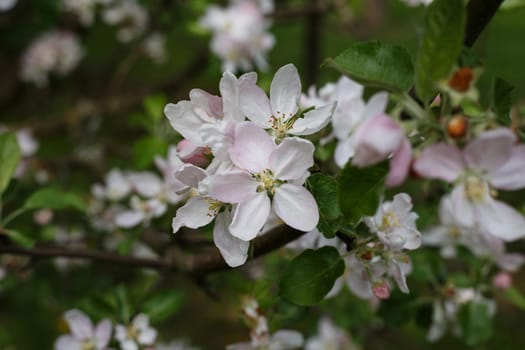 Selective focus, blossoming cherry tree branch with white flowers. Concept of spring blossom, nature, park or home garden