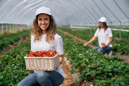 Front view of two squatting women wearing white caps are harvesting strawberries . Two smiling females are posing with basket of just picked strawberries in greenhouse . Concept of harvest.