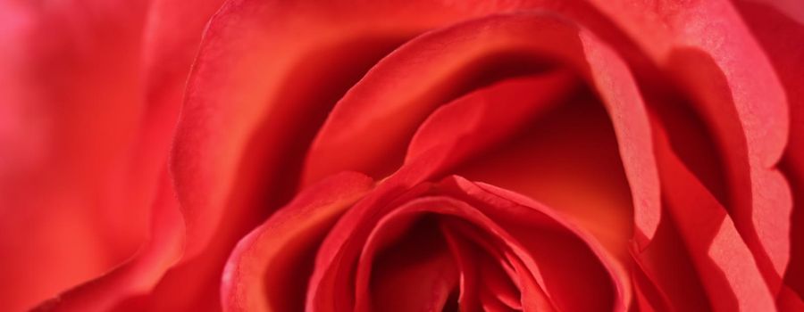 Botanical concept, invitation card - Soft focus, abstract floral background, red rose flower. Macro flowers backdrop for holiday design