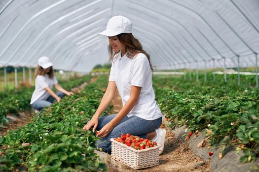 Side view of squatting women wearing white caps are picking strawberries in white basket. Two brunettes are harvesting strawberries in greenhouse. Concept of plantation.