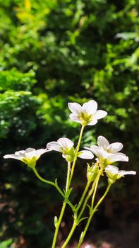 Floral background. Small white flowers Saxifrage moss on a dark backdrop