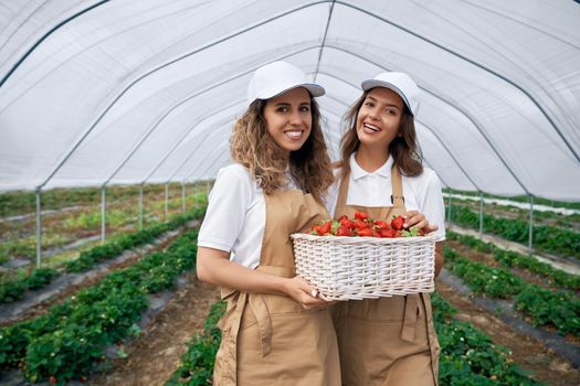 Front view of two beautiful females wearing white caps and aprons are holding big basket of fresh strawberries. Two brunettes are harvesting strawberries in greenhouse and smiling.