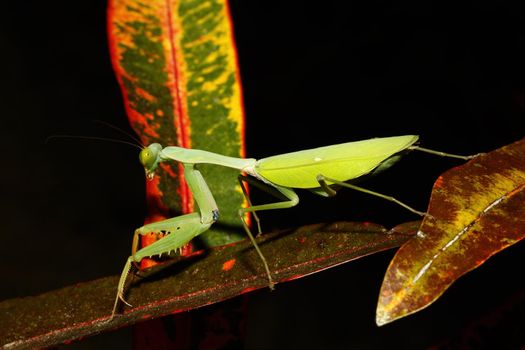 Big female of praying mantis (Mantodea) on green leaf, Sulawesi, Indonesia