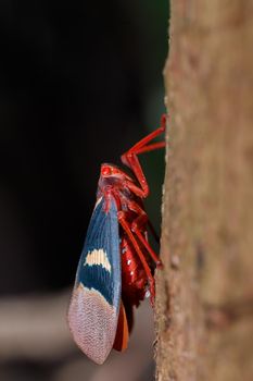 Lantern Bug (Scamandra tethis), Tangkoko Batuangus Nature Reserve, Sulawesi, Indonesia