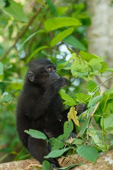 Endemic monkey Celebes crested macaque (Macaca nigra) known as black monkey on tree in in rainforest, Tangkoko Nature Reserve in North Sulawesi, Indonesia wildlife