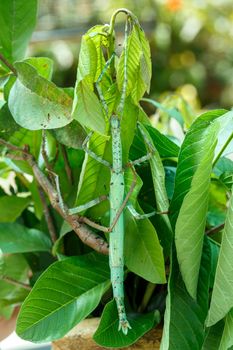 Close-up of a stick insect (Phasmatodea), Bali, Indonesia wildlife
