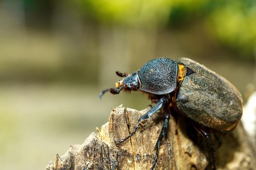 beetle in Tangkoko rainforest. Rhinoceros beetle, Rhino beetle, Hercules beetle, Horn beetle female. Indonesia wildlife