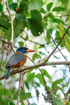 beautiful colorful bird green-backed kingfisher (Actenoides monachus) perches on a branch in indonesian jungle, endemic species to Indonesia wildlife, birding Asia, Tangkoko, Sulawesi