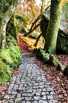 Beautiful leafy forest with colossal rock formations and majestic trees with soft sun rays in the Sanctuary of Penha in Guimaraes, Portugal