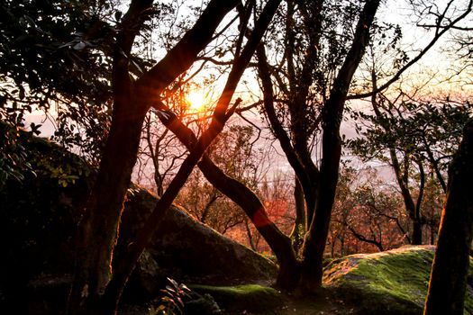 Beautiful leafy forest with colossal rock formations and majestic trees with soft sun rays in the Sanctuary of Penha in Guimaraes, Portugal
