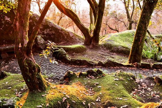 Beautiful leafy forest with colossal rock formations and majestic trees with soft sun rays in the Sanctuary of Penha in Guimaraes, Portugal