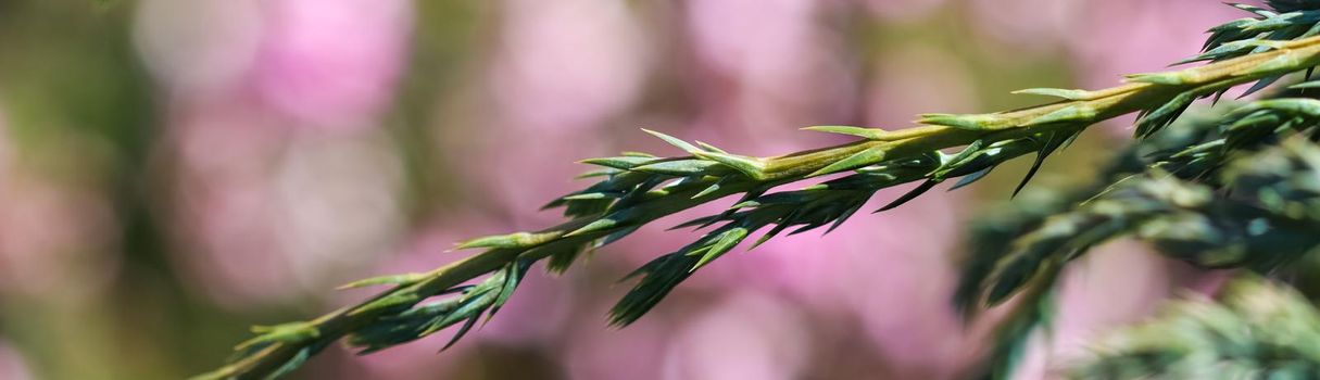 Blue evergreen conifer branches of Juniperus squamata Blue Carpet on a blurred background of pink flowers in the garden