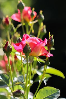 Beautiful red rose in the garden on a sunny day. Ideal for background greeting cards