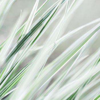 Decorative green and white striped grass. Arrhenatherum elatius bulbosum variegatum. Soft focus. Natural background.