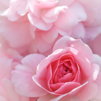 Beautiful pink roses Bonica. Perfect for background of greeting cards for birthday, Valentine's Day and Mother's Day