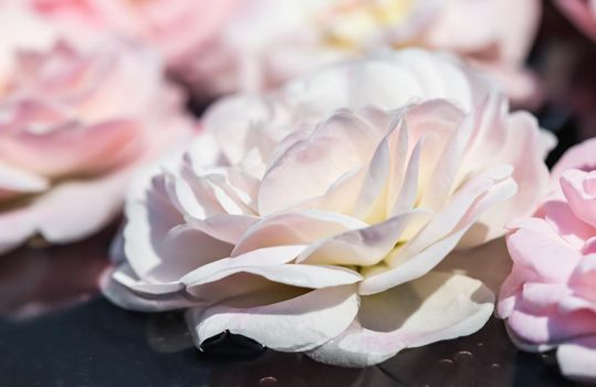 Pale pink rose flowers and white petals on the water. For a water festival or spa