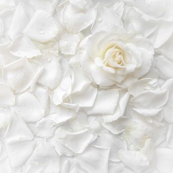 Beautiful white rose and petals on white background. Ideal for greeting cards for wedding, birthday, Valentine's Day, Mother's Day