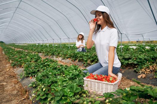 Side view of two squatting women wearing white caps are picking strawberries . Two beautiful females are harvesting strawberries in greenhouse and smelling it. Concept of field work.