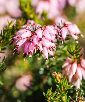 Pink Erica carnea flowers (winter Heath) in the garden in early spring. Floral background, botanical concept