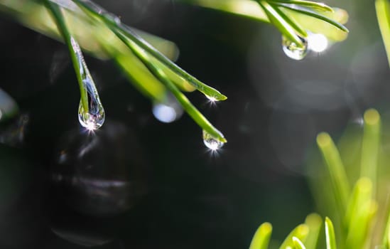 Drops of rain with sunbeams on the needles of the pine branch close up. Nature background