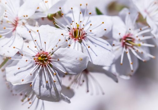 Cherry blossoms in spring. Beautiful white flowers