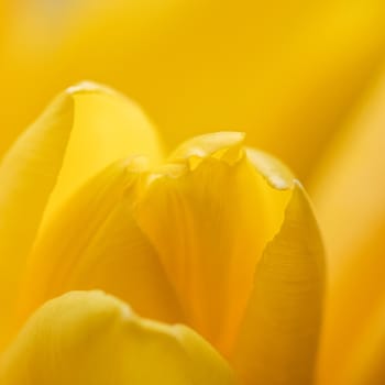Abstract floral background, yellow tulip flower. Macro flowers backdrop for holiday brand design. Botanical concept
