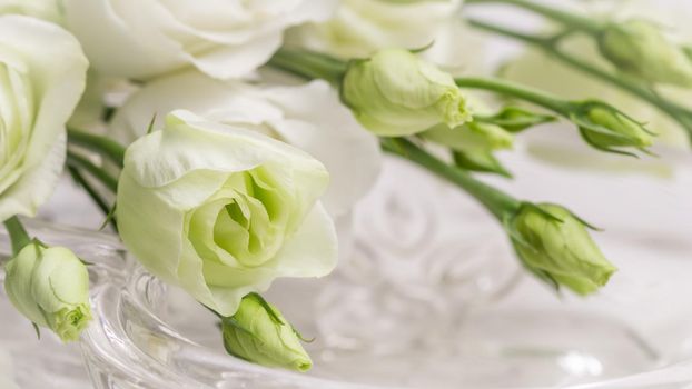 Botanical concept, invitation card - Soft focus, abstract floral background, white Eustoma flower with buds. Macro flowers backdrop for holiday brand design