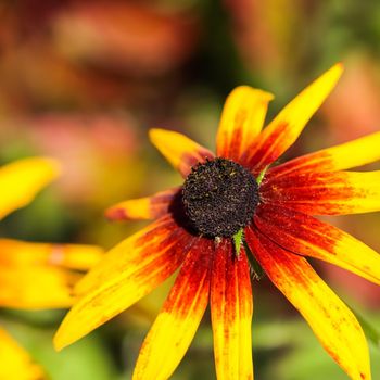 Yellow red flowers with black center in the autumn garden. Blooming Rudbeckia flower (Black-eyed Susan). Soft blurred selective focus.