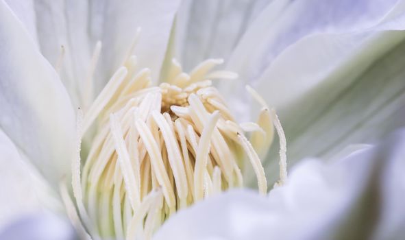 Botanical concept, invitation card - Soft focus, abstract floral background, white Clematis Asagasumi flower. Macro flowers backdrop for holiday brand design