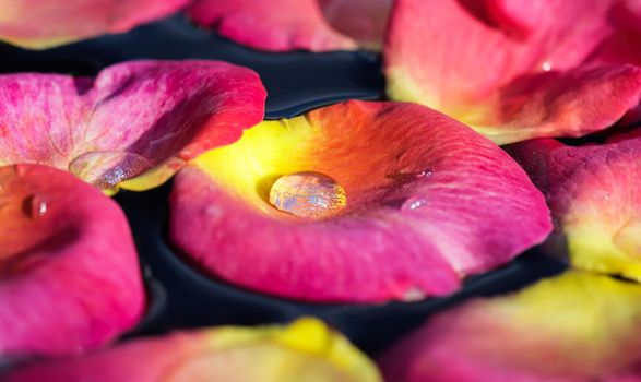Red yellow rose petals on the water. Aromatherapy and spa concept. Floral background