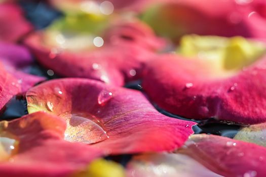 Red yellow rose petals with drops of water. Aromatherapy and spa concept. Blurred floral natural background