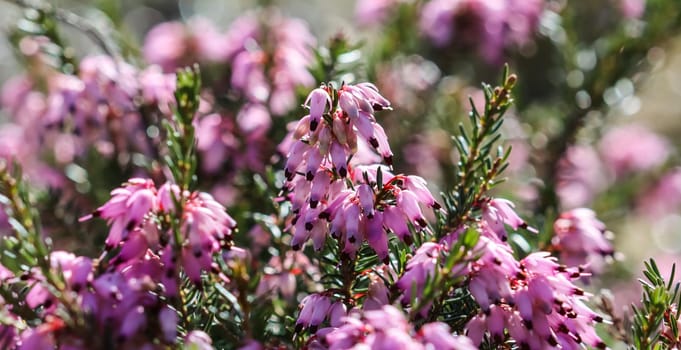Pink Erica carnea flowers (winter Heath) in the garden in early spring. Floral background, botanical concept