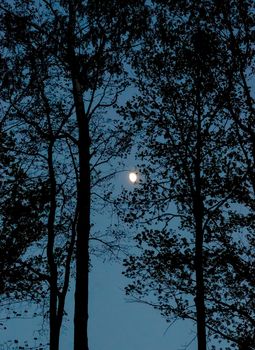 Black silhouettes of bald tree branches and the shining moon in the center.