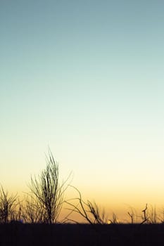 Sunset landscape with tree branches in silhouettes. Feeling of peace and tranquility