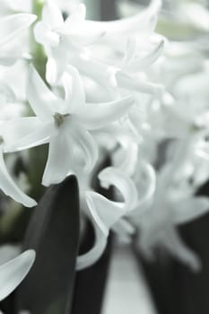 White hyacinth in full spring bloom. No people