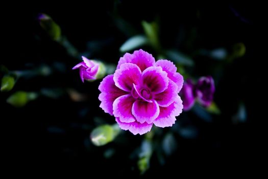 Carnation flower variety, in pink color. No people