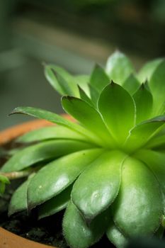 Alabaster rose succulent plant. Green color