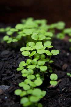 Germinated blue alps miosotis plant. Green color