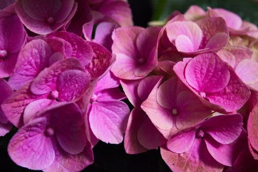Hydrangea plant in full bloom. Pink and lilac color