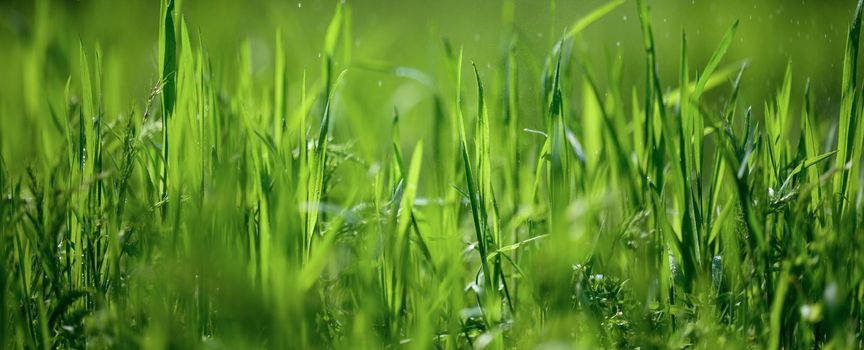 lawn with green lush grass in the park on a spring day, banner