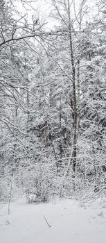 Snowy winter forest. Snow covered branches trees and bushes