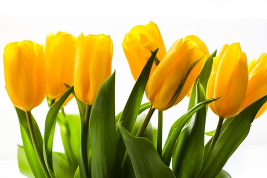 Bouquet of yellow tulips lit by sunlight on a white background. Perfect for greeting card.