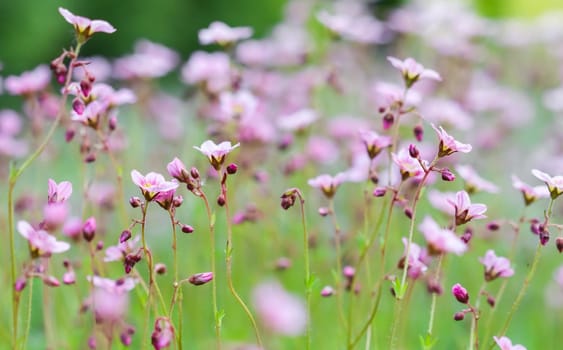 Delicate white pink flowers of Saxifrage moss in spring garden. Floral background