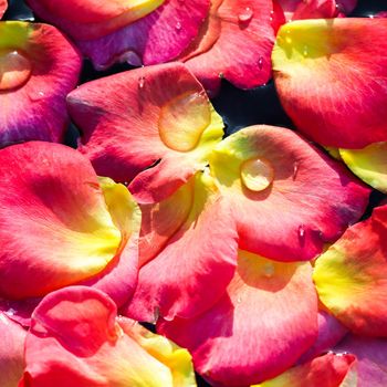 Red yellow rose petals on the water. Aromatherapy and spa concept. Floral background