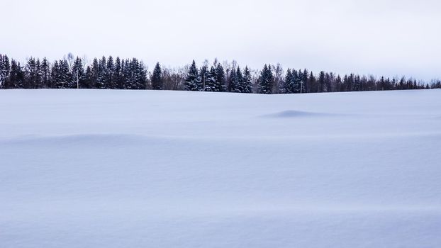 White fresh snow on the field and fir trees on the horizon. Winter landscape in blue tone