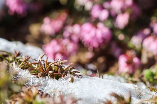 Plants growing from under the snow on a blurry background of pink flowers in a spring garden