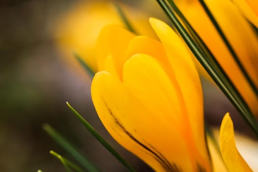 Abstract floral background, yellow crocus flowers. Macro flowers backdrop for holiday brand design
