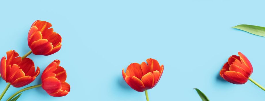 Mother's day background concept. Top view design of holiday greeting red tulip flower bouquet on bright blue table with copy space.